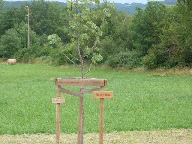 Une naissance un arbre